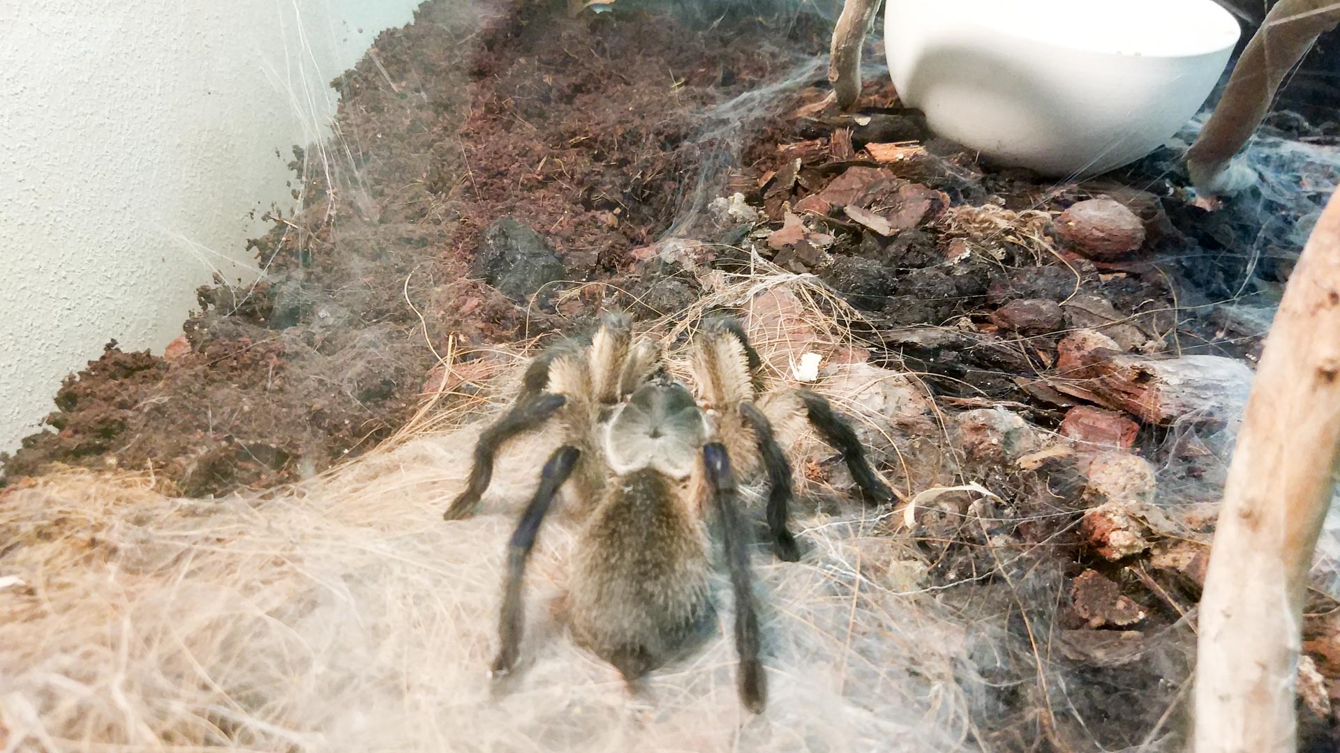 Выставка "Удивительный мир пауков"